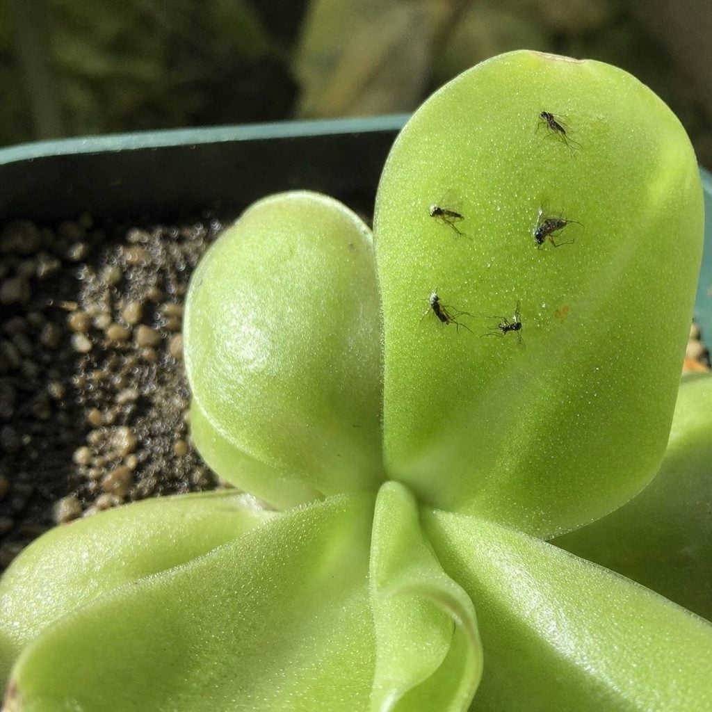 Small insects crawl across bright green succulent leaves in a container filled with soil and surrounded by blurred foliage.