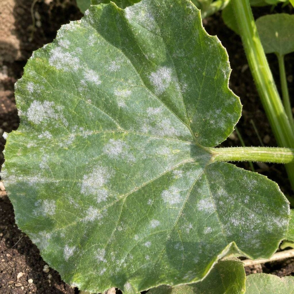 A large lobed squash leaf with visible veins shows scattered white powdery mildew patches, lying near soil and a green stem in sunlight.