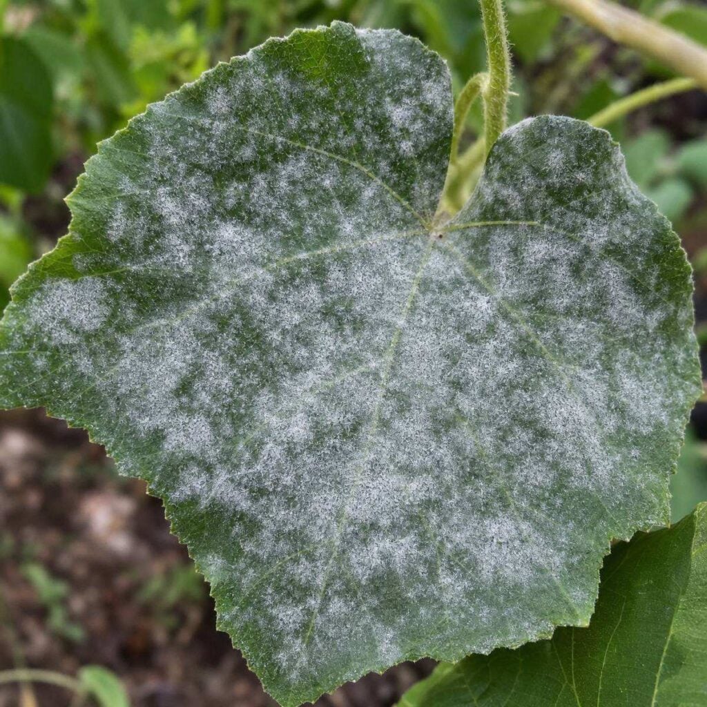A serrated squash-family leaf covered in patchy white-gray powdery mildew across its dark green surface, set against a blurred garden backdrop of soil and foliage.