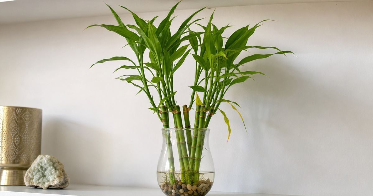 A clear glass vase holds jointed lucky bamboo stalks rooted in pebbles and water, with one lower leaf fading yellow, on a light shelf.