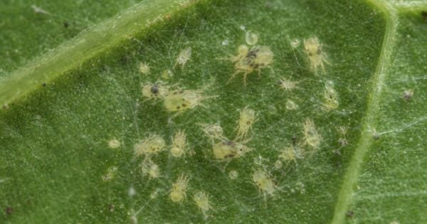 Tiny pale yellow-green two-spotted spider mites and translucent eggs cluster amid fine silk webbing on a green leaf's underside.
