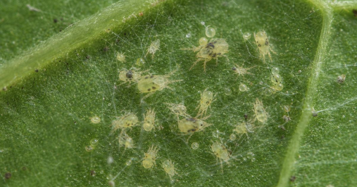 Tiny pale yellow-green two-spotted spider mites and translucent eggs cluster amid fine silk webbing on a green leaf's underside.