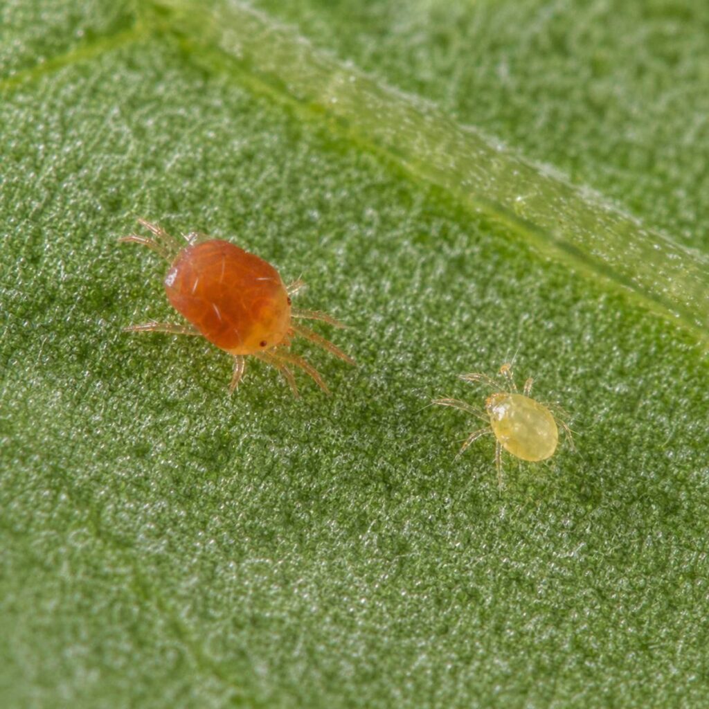 An orange-red adult spider mite and a small pale yellow nymph rest apart on a textured green leaf surface with a visible vein.