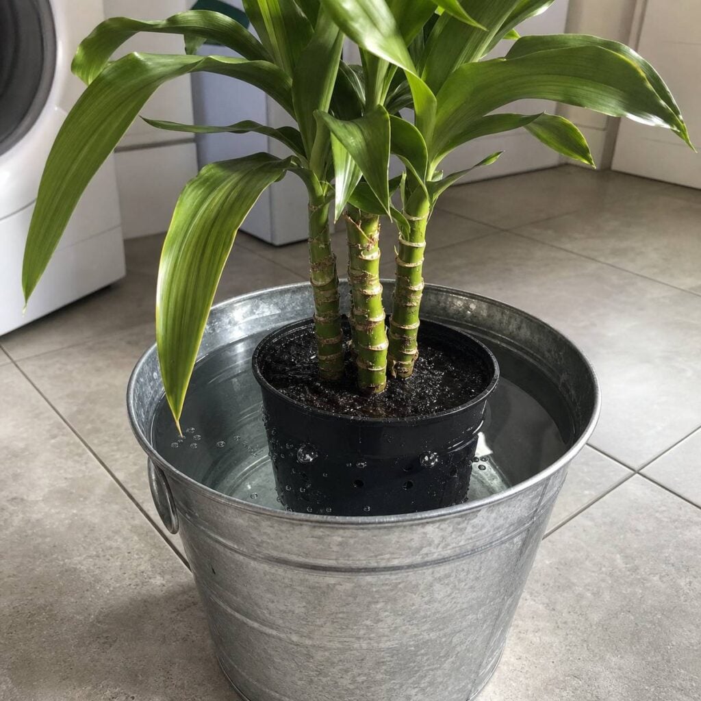 A black nursery pot holding a cane-style dracaena with green strap leaves sits soaking in a galvanised bucket of water on a tiled laundry room floor.