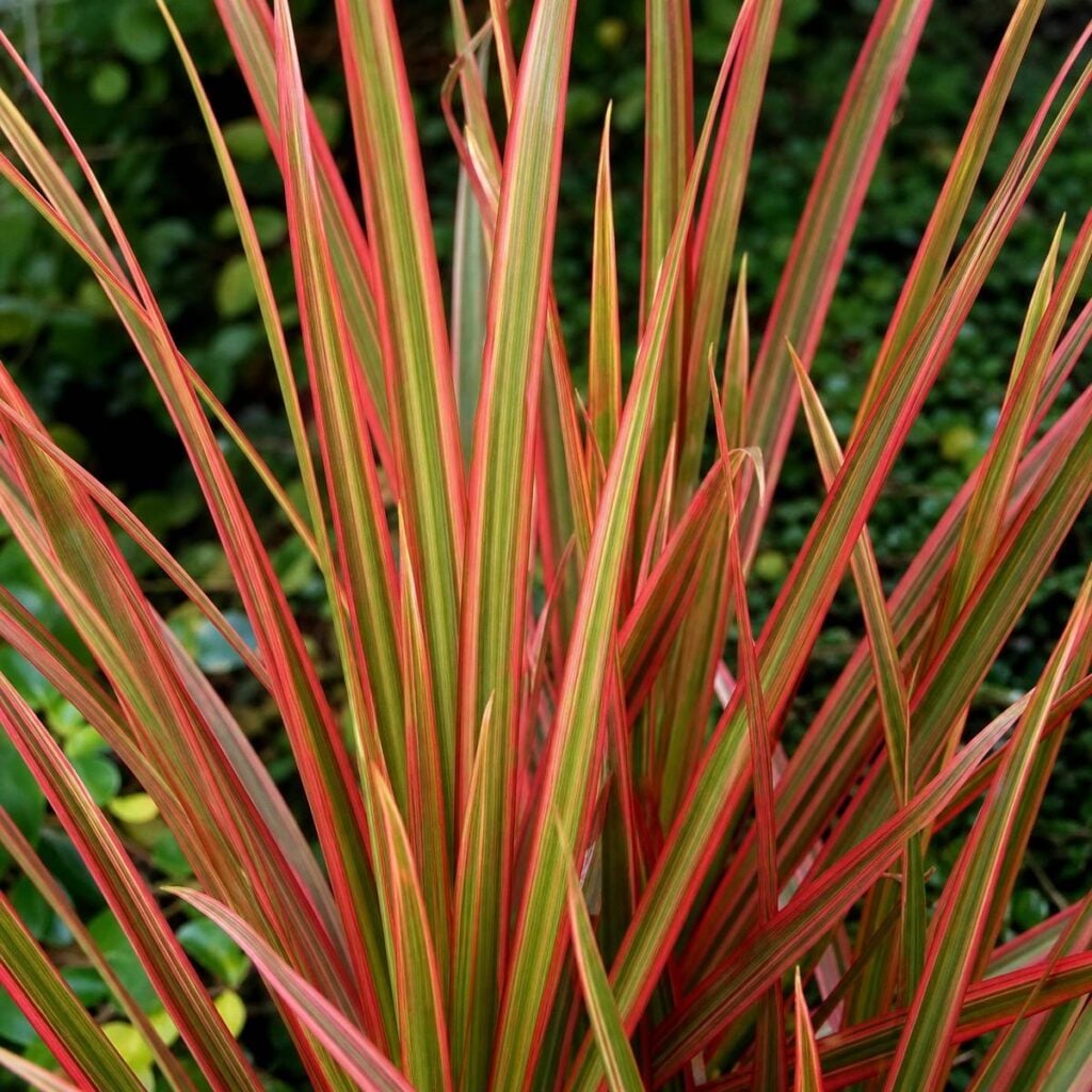 A dense rosette of narrow, upright pink-red and green striped leaves fans upward in a garden, set against blurred dark green foliage behind it.