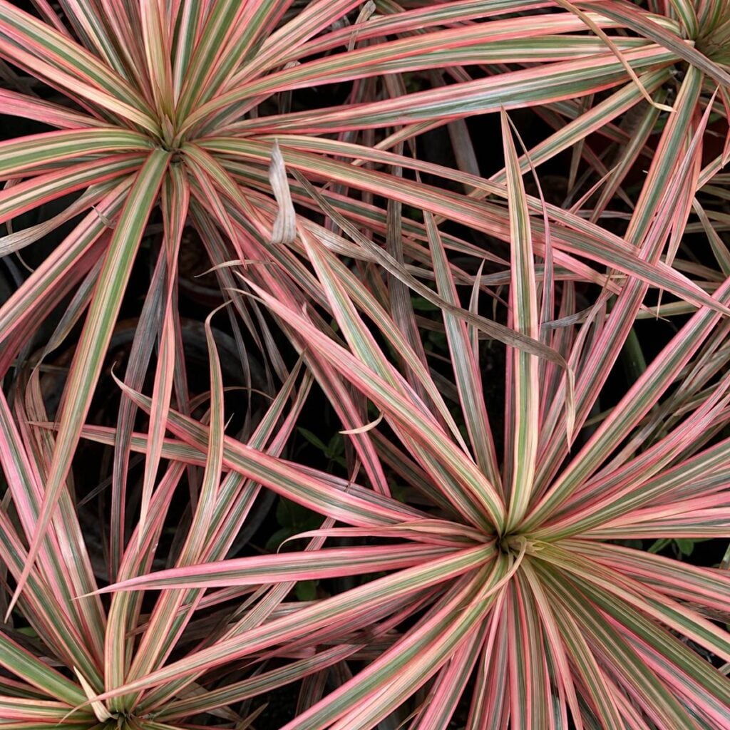 Overhead view of several starburst-shaped Dracaena Colorama rosettes with thin pink, cream, and green striped leaves, some curling at the tips.