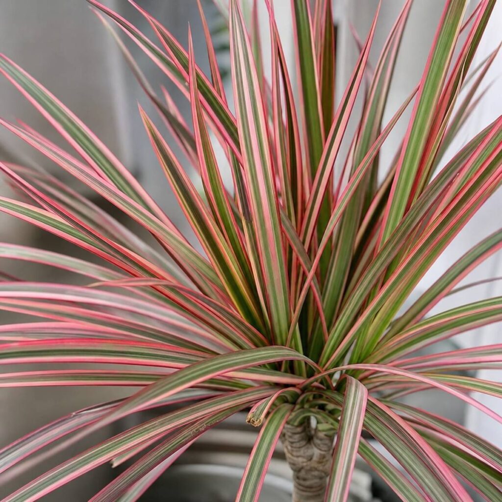 A Dracaena Colorama houseplant displays a spiky rosette of long pink-edged, cream-and-green striped leaves atop a woody stem indoors.
