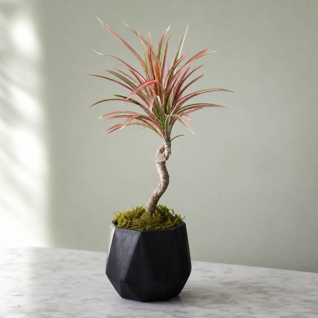 A potted Dracaena marginata Colorama with a curved woody stem and pink-green striped leaves sits in a black faceted pot on a marble table.
