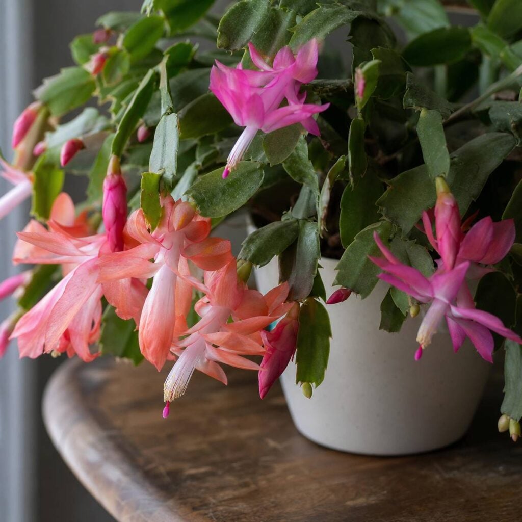 A blooming Christmas cactus with salmon and pink flowers cascades from a white pot on a wooden table, softly lit.