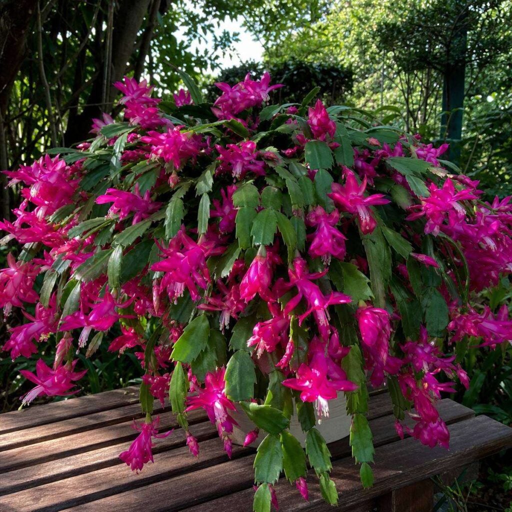 A potted Christmas cactus overflows with vivid pink blooms, its trailing segmented leaves draping over a wooden bench in a leafy garden.