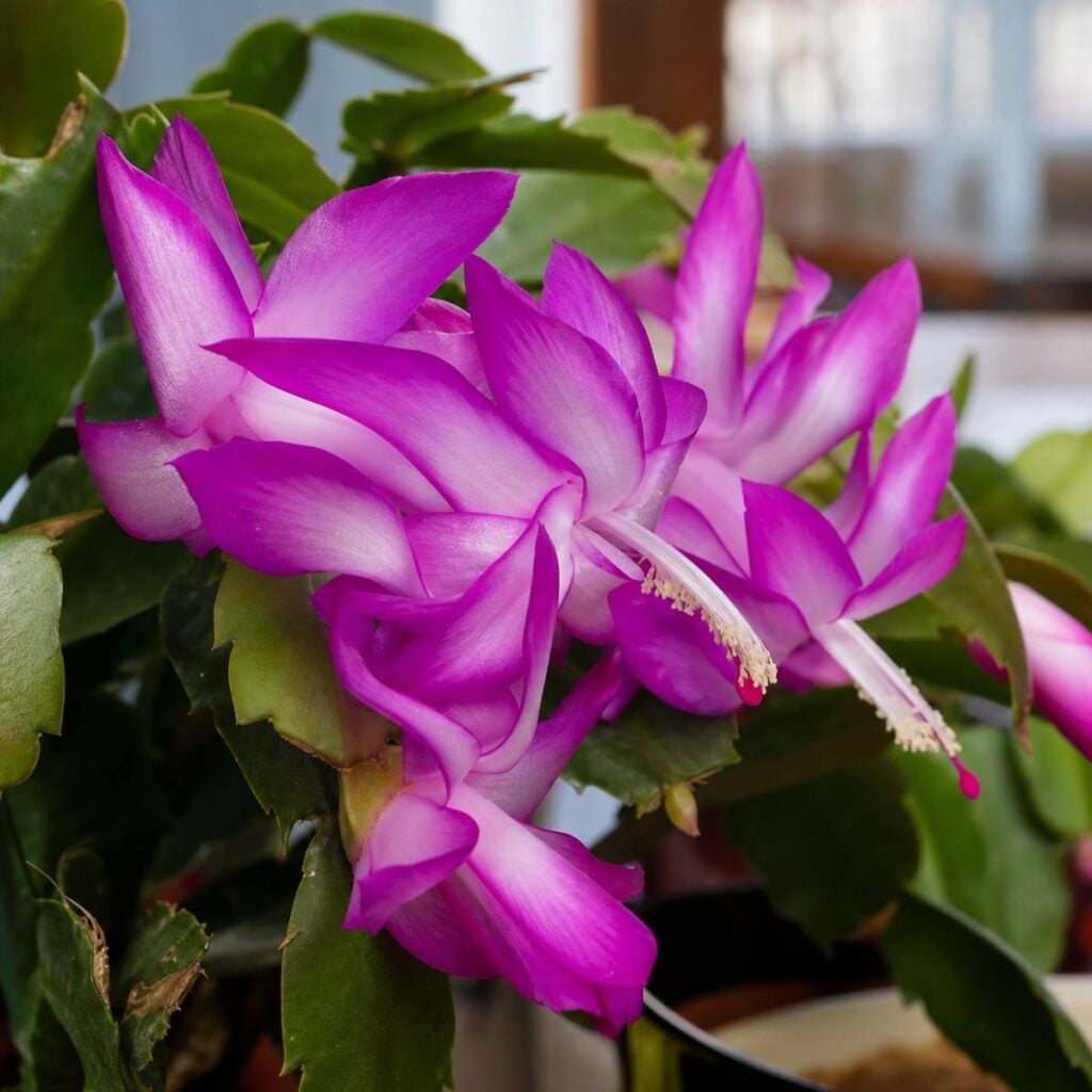 Vibrant magenta Christmas cactus blooms with pale centers and long protruding stamens hang among flat green segmented leaves near a sunlit window.