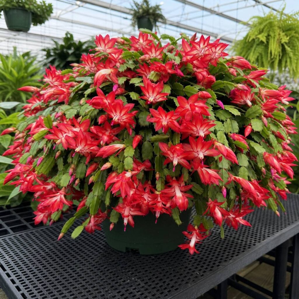 A dome-shaped Christmas cactus covered in bright red, white-tipped blooms sits in a green pot on a metal greenhouse bench surrounded by ferns and foliage plants.