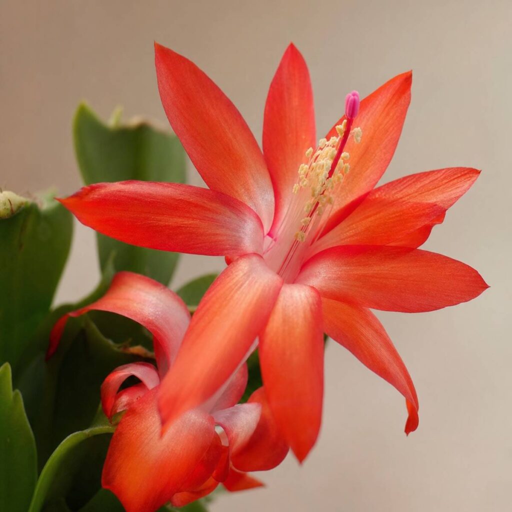 A close-up shows a red-orange Christmas cactus bloom with slender, star-shaped petals and a pink-tipped stamen, set against flat green segmented leaves and a soft cream backdrop.