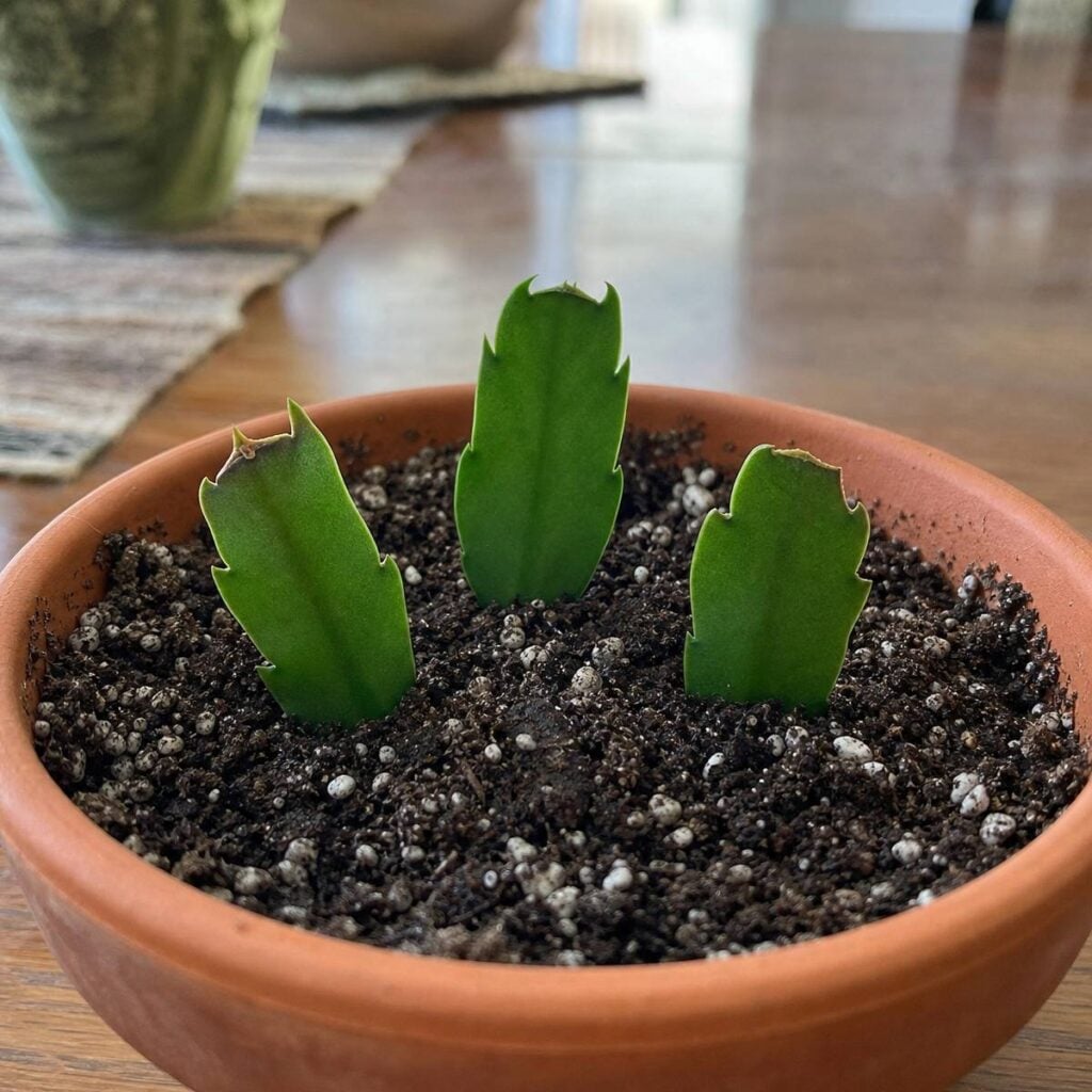 Three green Christmas cactus leaf segments are planted upright in dark, perlite-flecked soil inside a shallow terracotta pot on a wooden table.