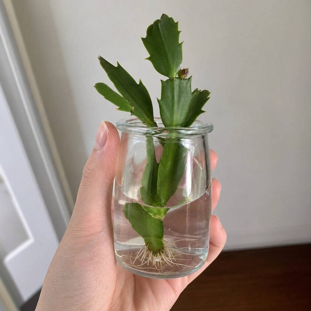 A hand holds a small glass jar containing a Christmas cactus cutting rooting in water, with thin white roots visible at its submerged base indoors.