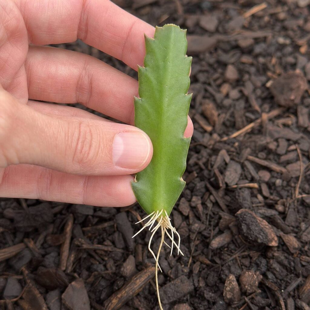 A hand pinches a single rooted Christmas cactus segment, its fine white roots dangling, above dark shredded bark mulch.