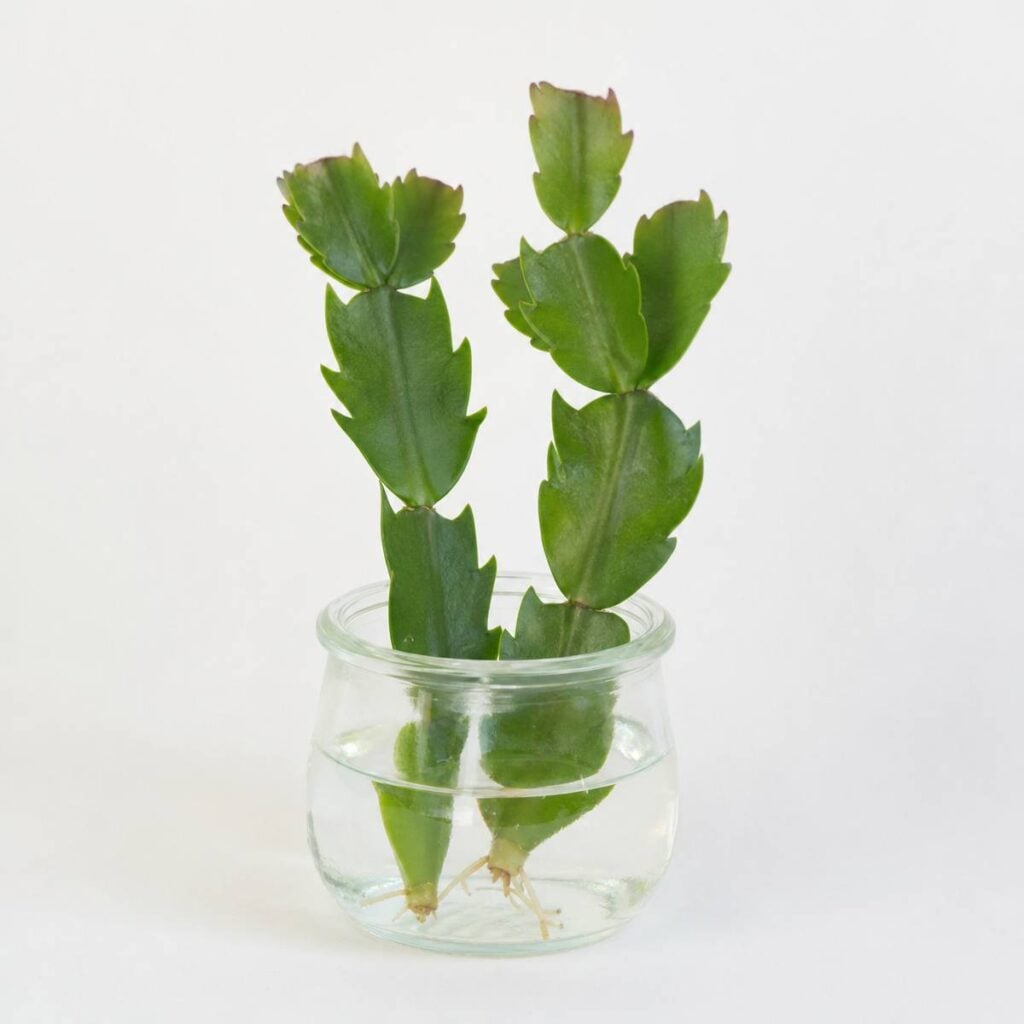 Two segmented Christmas cactus stem cuttings root in clear water inside a small glass jar against a plain white background.