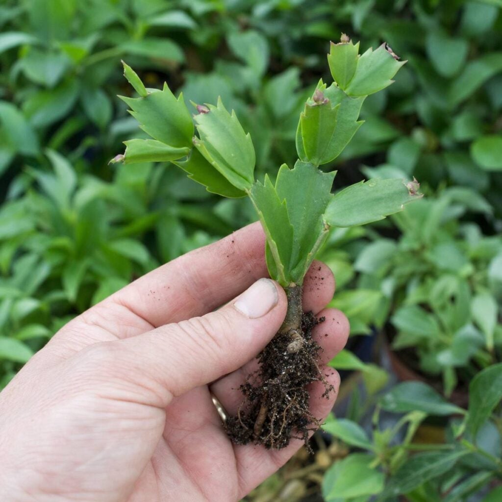 A hand holds a rooted Christmas cactus cutting with dark soil clinging to its roots, set against a blurred green garden background.