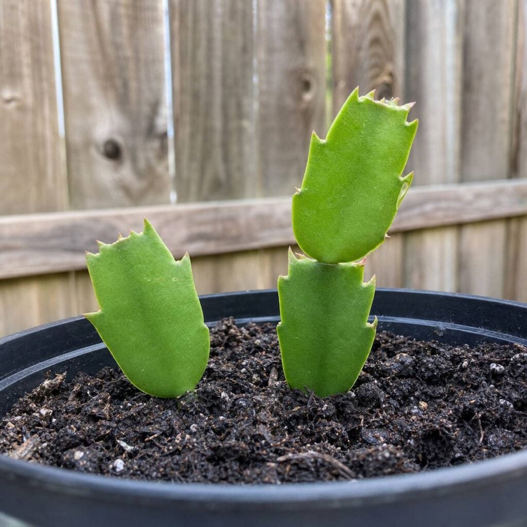 Three green Christmas cactus stem segments planted in dark soil within a black plastic pot, set against a blurred wooden fence backdrop.