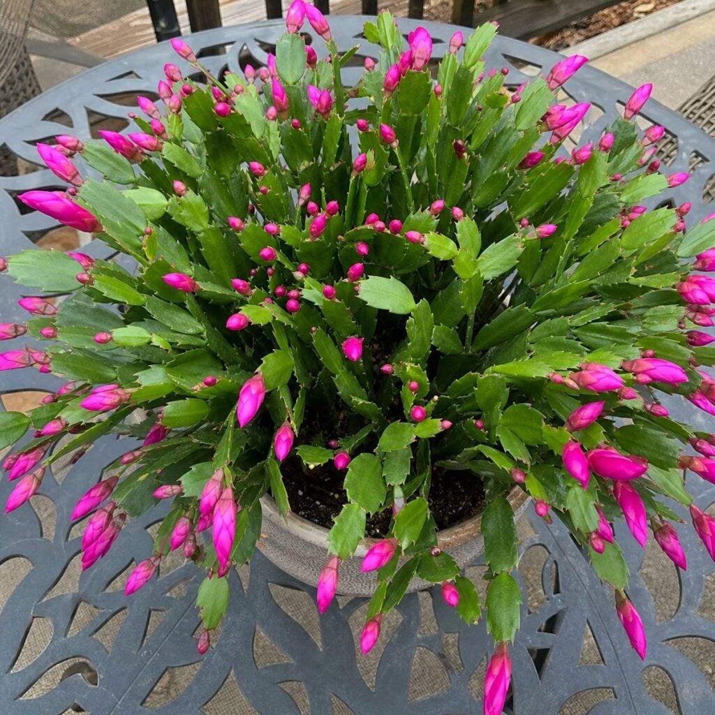 A potted Christmas cactus bursting with bright pink-magenta buds sits on a decorative metal patio table, viewed directly from above.