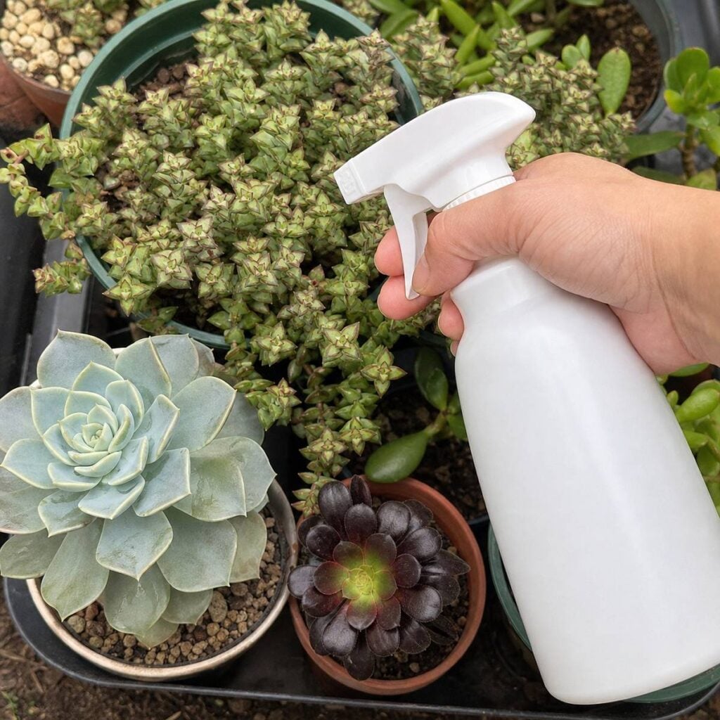 A hand holds an unlabeled white spray bottle over a tray of potted succulents including a blue-green echeveria, dark aeonium, and trailing crassula.