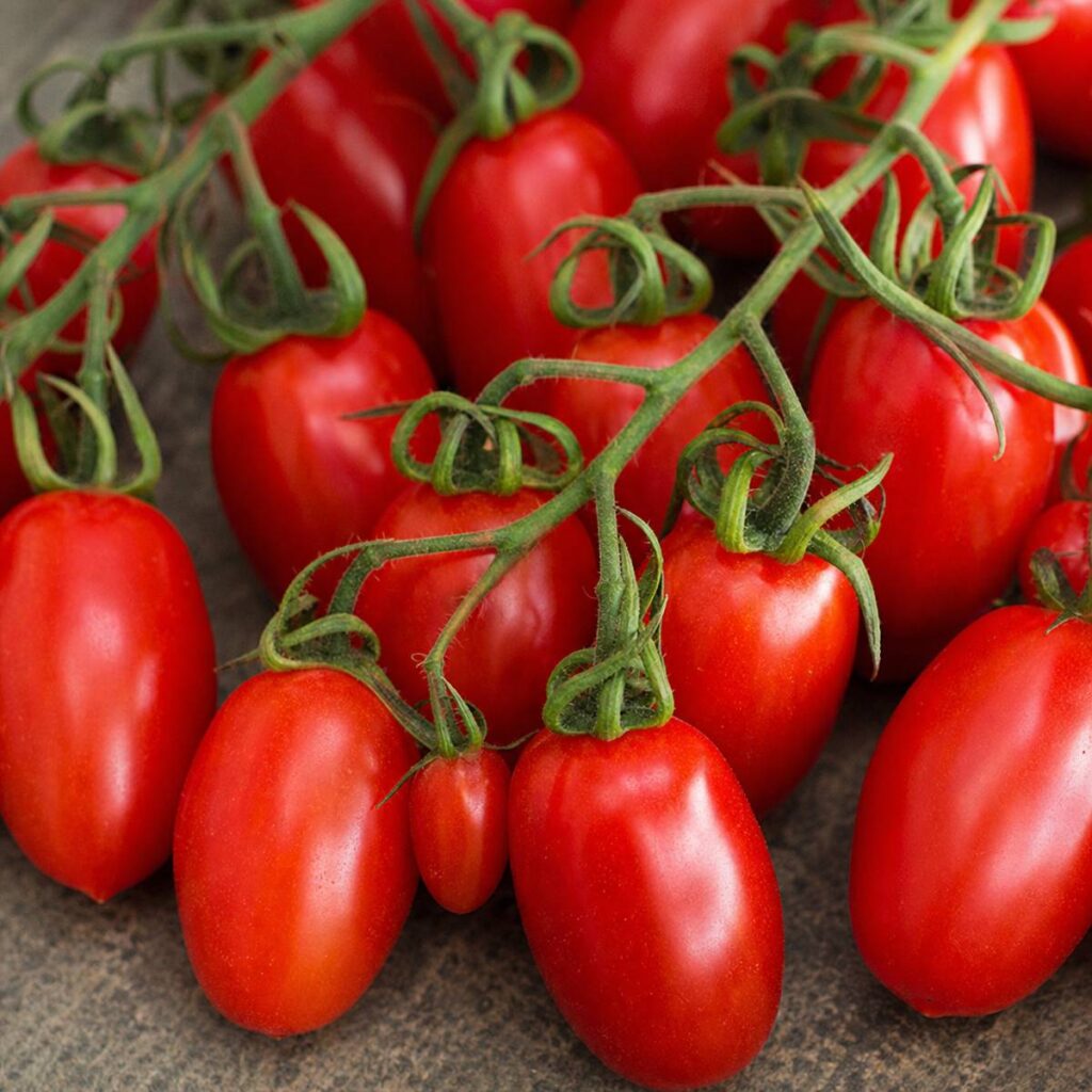 Glossy oval plum tomatoes cluster on curling green vines with dry stem tips, piled together on a dark textured surface.