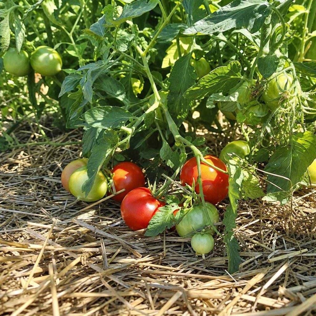 Ripe red and unripe green tomatoes hang low on leafy vines resting atop a thick straw mulch bed in bright sunlight.