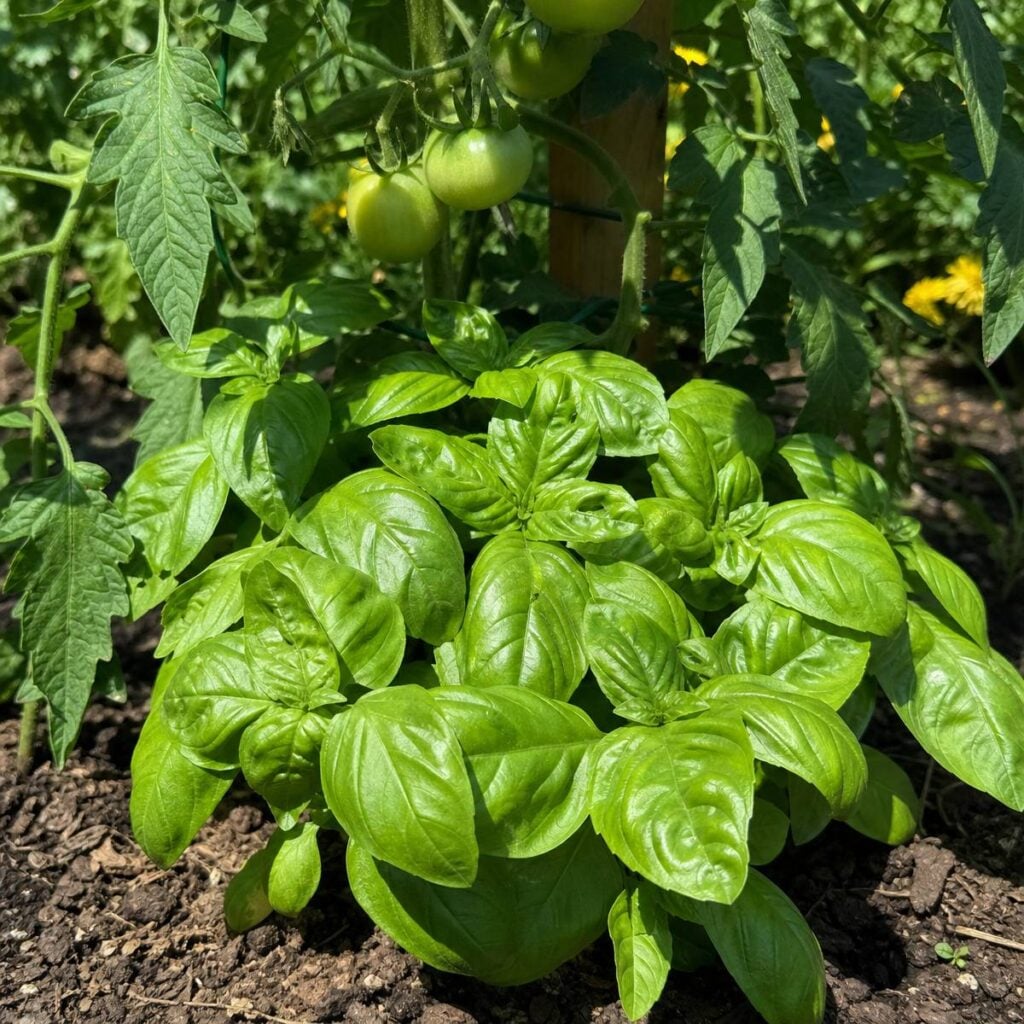 A bushy basil plant with glossy green leaves grows in garden soil beneath a staked tomato vine bearing clusters of green fruit in bright sunlight.
