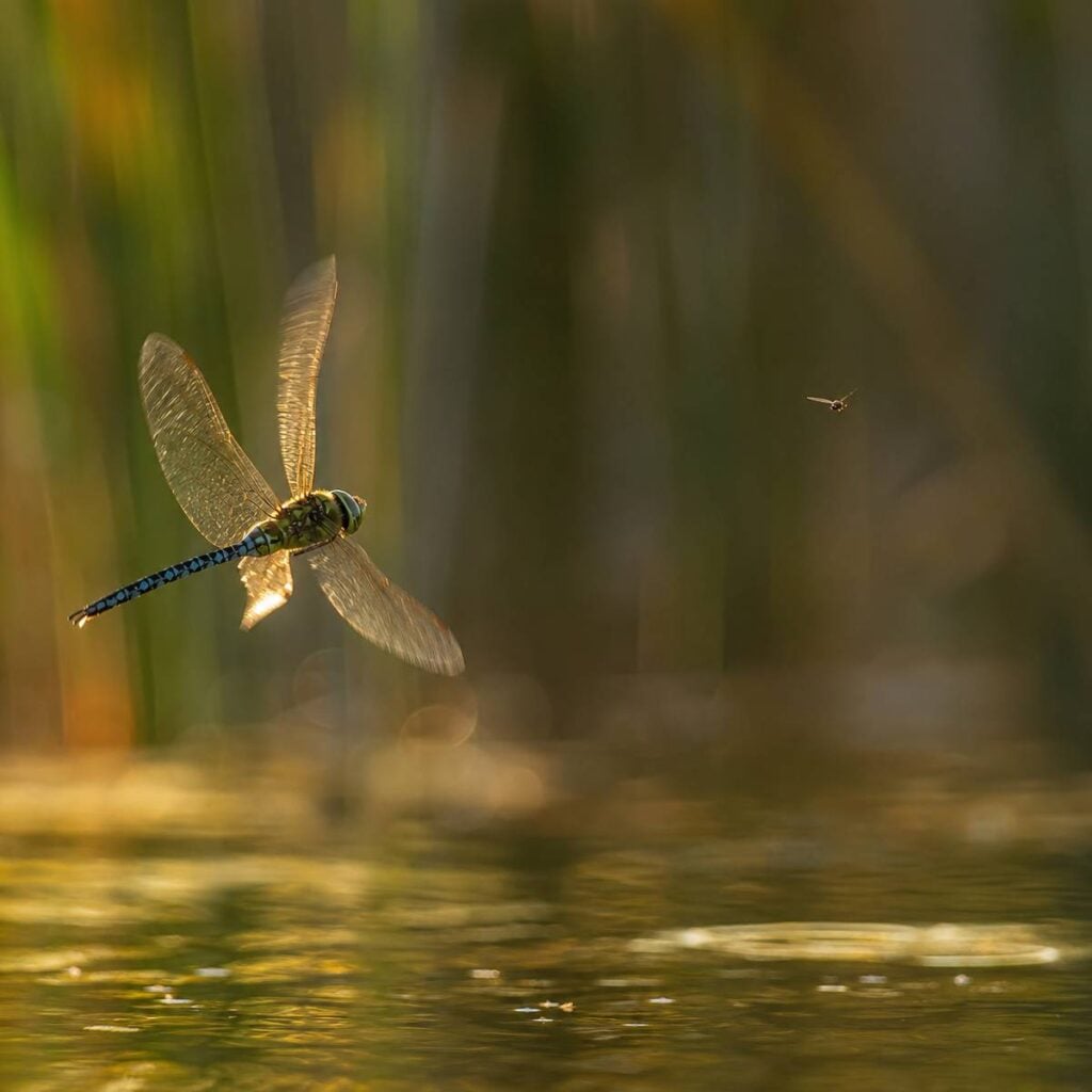 A blue-bodied dragonfly banks sharply over golden pond water, wings glowing in sunlight, angling toward a distant flying insect near blurred reeds.