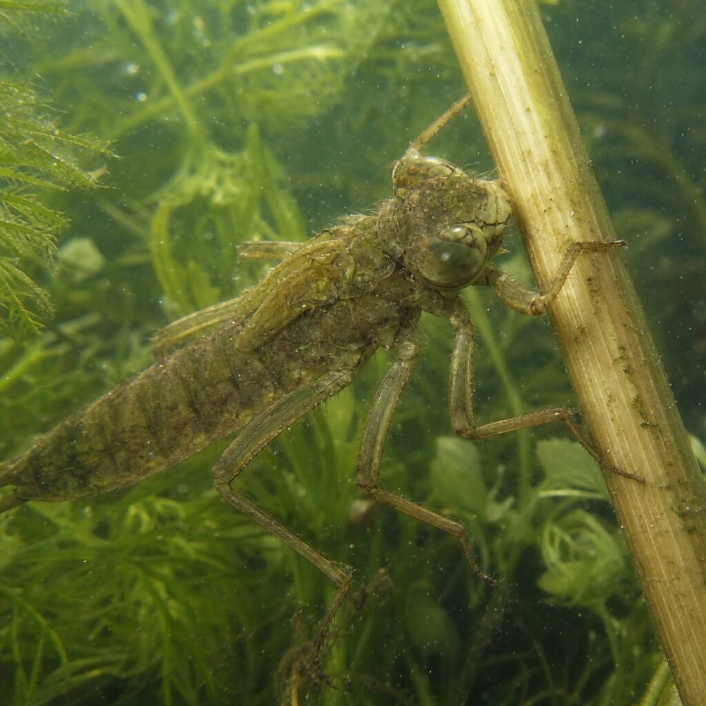 A wingless brown dragonfly nymph with large eyes and six legs clings to a submerged plant stem amid feathery green aquatic vegetation in murky pond water.
