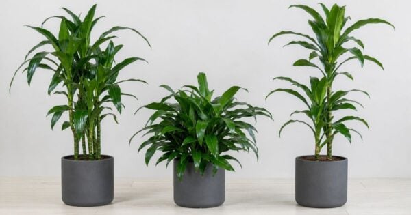 Three potted dracaena plants with glossy green strap-shaped leaves in matching gray pots stand in a row against a plain white studio background.