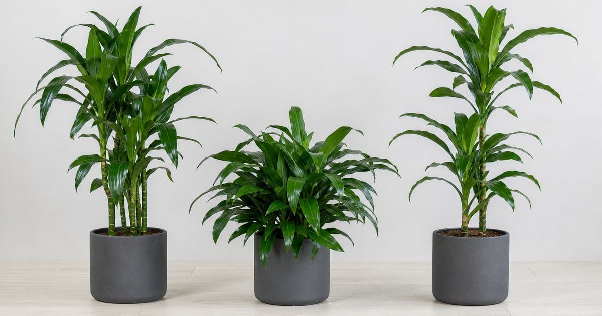Three potted dracaena plants with glossy green strap-shaped leaves in matching gray pots stand in a row against a plain white studio background.