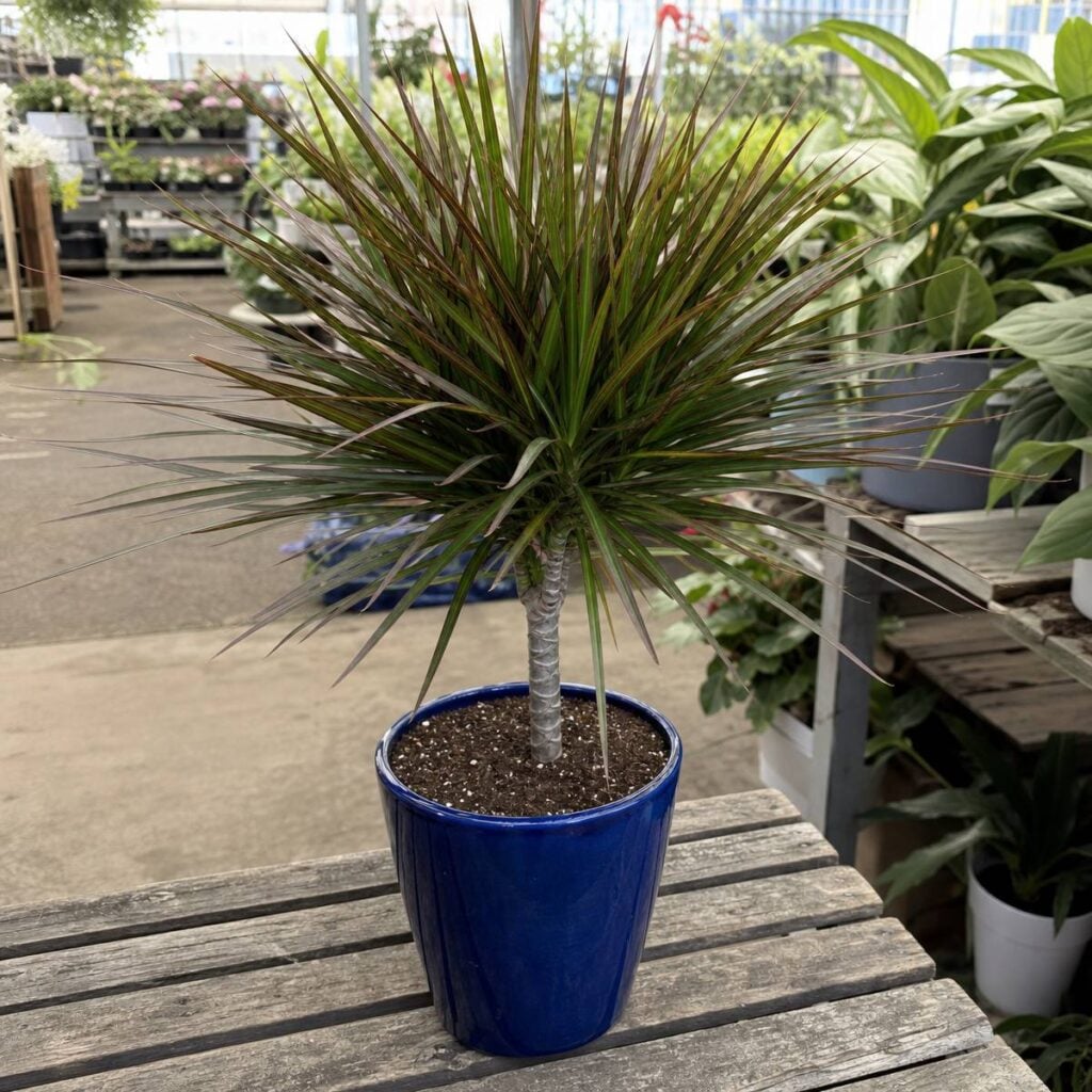 A dracaena marginata with a starburst of narrow red-edged leaves atop a slender grey cane sits in a cobalt blue pot on a wooden greenhouse bench.