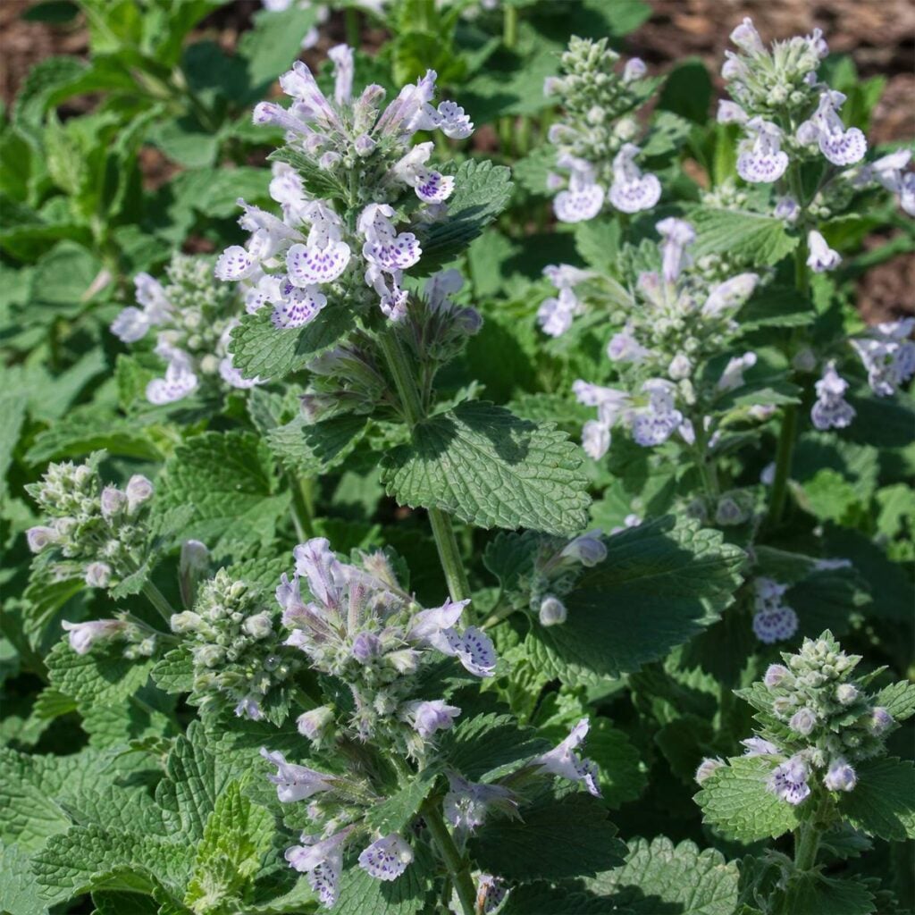 Clusters of white-lavender, purple-spotted catnip flowers rise above deeply veined, heart-shaped green leaves in a sunlit garden bed.