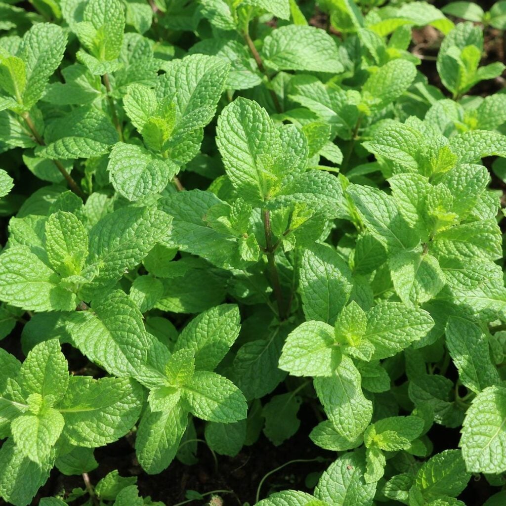 A dense cluster of mint plants with textured, serrated green leaves growing closely together in a sunlit garden bed.