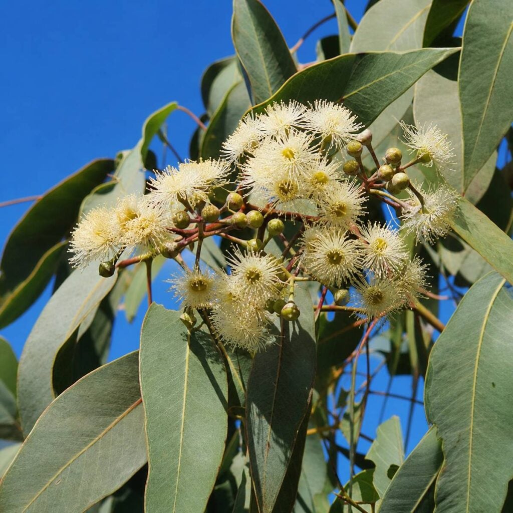 A eucalyptus branch displays clustered fluffy cream-white blossoms and green buds surrounded by long slender leaves, viewed upward against a clear blue sky.