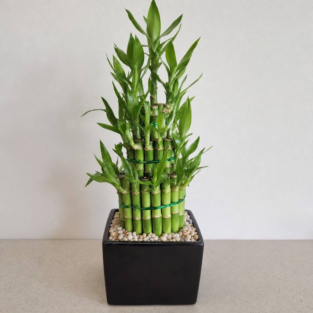 A tiered lucky bamboo arrangement with graded green stalks bound by wire rings and topped with leaves, set in a black pebble-filled pot on a counter.