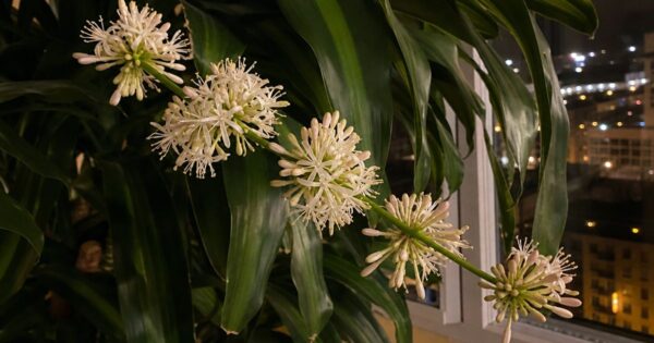 An arching stalk bears clusters of star-shaped white flowers with pinkish buds amid glossy strap-shaped leaves, set against a nighttime city skyline through a window.