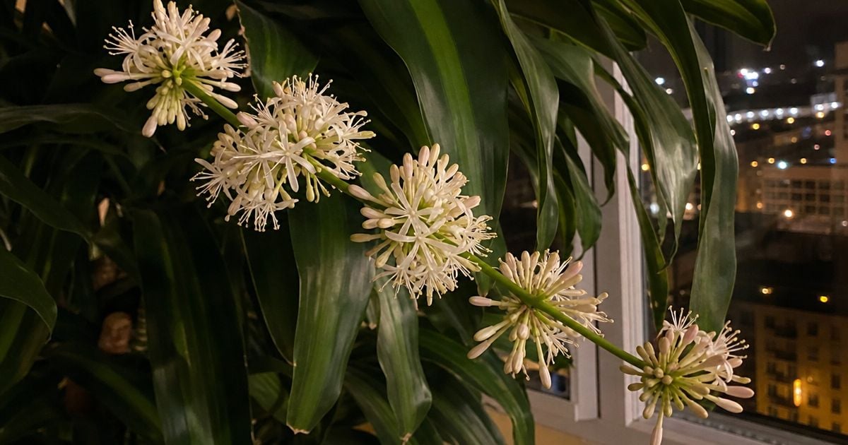 An arching stalk bears clusters of star-shaped white flowers with pinkish buds amid glossy strap-shaped leaves, set against a nighttime city skyline through a window.
