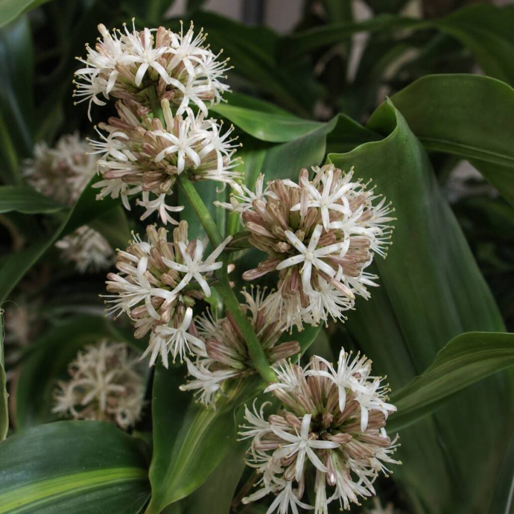 Clustered pom-pom flower heads with slender white star-shaped petals and pinkish stamens bloom along a green stalk amid broad glossy leaves.