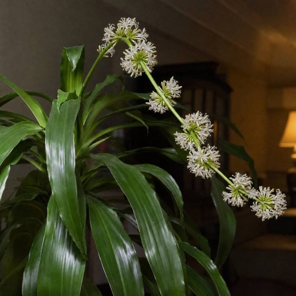 An indoor corn plant displays a curved flower stalk with round clusters of small white star-shaped blooms rising above broad glossy leaves in a dim, lamp-lit living room.