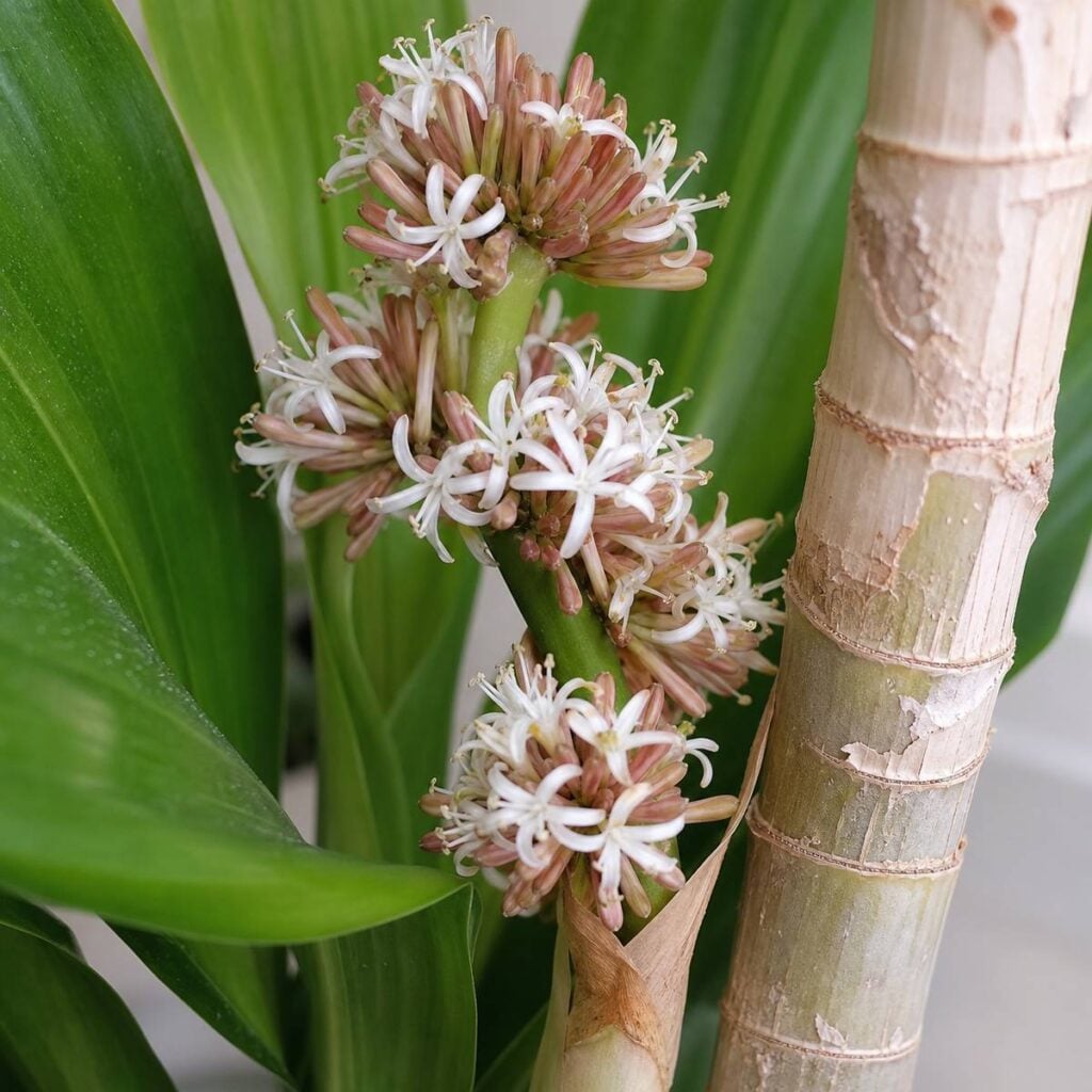 A corn plant flower stalk with clustered pinkish-brown buds and star-shaped white blooms rises beside a pale woody cane amid glossy green leaves.