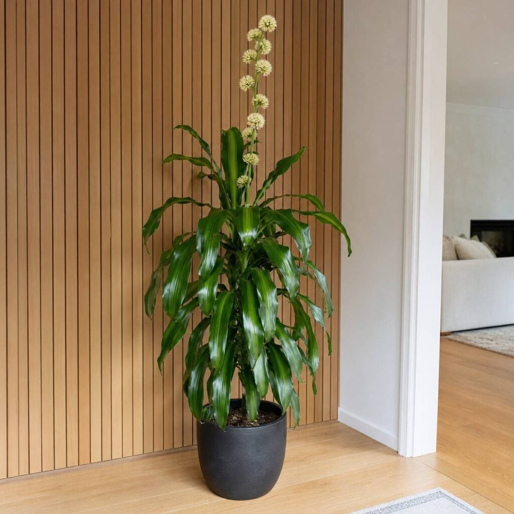 A potted corn plant with broad arching green leaves and a tall creamy flower spike stands against a slatted wood wall near a doorway.