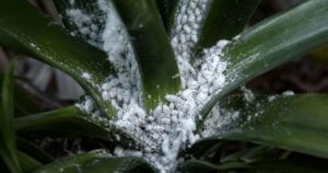 Mealy Bugs: How To Get Rid Of Mealybugs [CONTROL GUIDE]