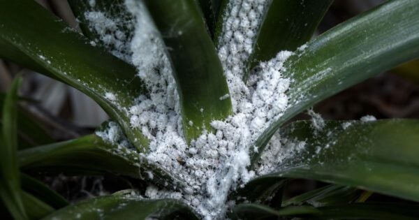 Dense clusters of white cottony mealybugs crowd the base of glossy, strap-shaped green leaves, coating the plant's crown with powdery wax residue.