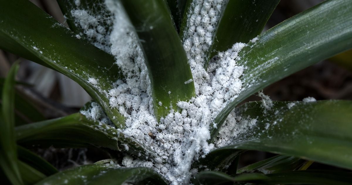Dense clusters of white cottony mealybugs crowd the base of glossy, strap-shaped green leaves, coating the plant's crown with powdery wax residue.