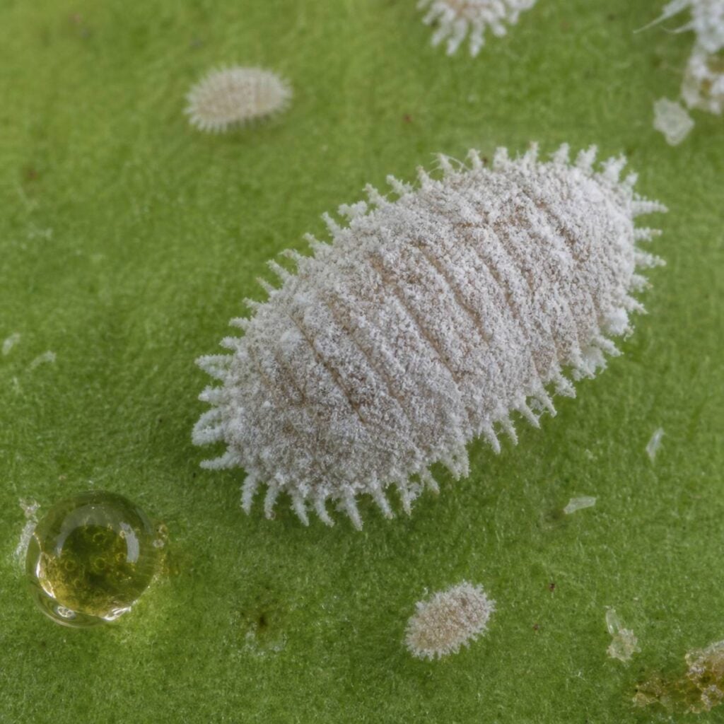 A white waxy mealybug insect rests on a green leaf beside smaller pale nymphs and a glistening droplet of sticky honeydew residue.