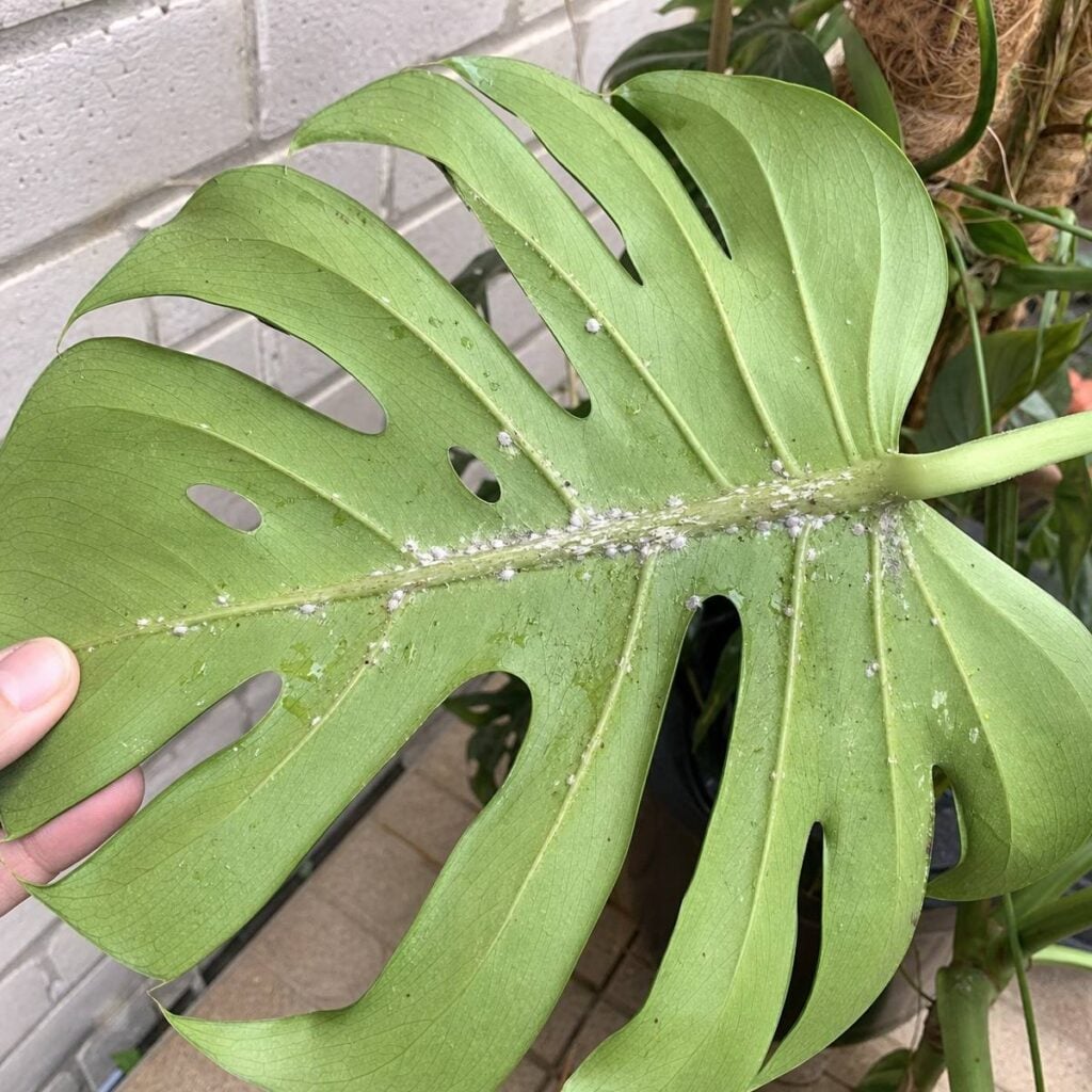 A fingertip tilts a split Monstera deliciosa leaf to reveal white cottony mealybug clusters along the midrib and sticky honeydew residue, against a brick patio wall.