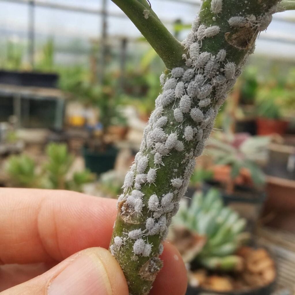 A thumb and finger hold a green succulent stem densely covered in white mealybug insects, with potted plants blurred in a greenhouse behind.