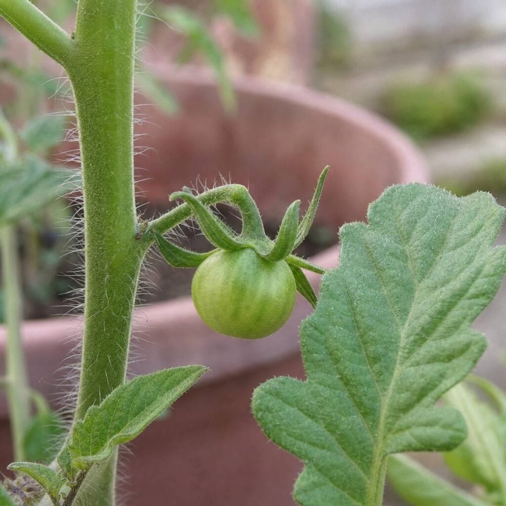 A small green tomato hangs from a fuzzy stem beside a serrated leaf, with a terracotta pot blurred in the background.